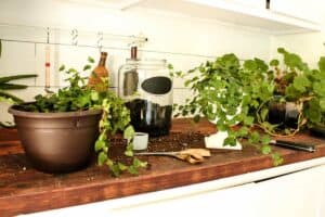 farmhouse pantry butcher block countertop with potted plants and potting supplies