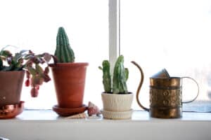 easy to grow plant cactus