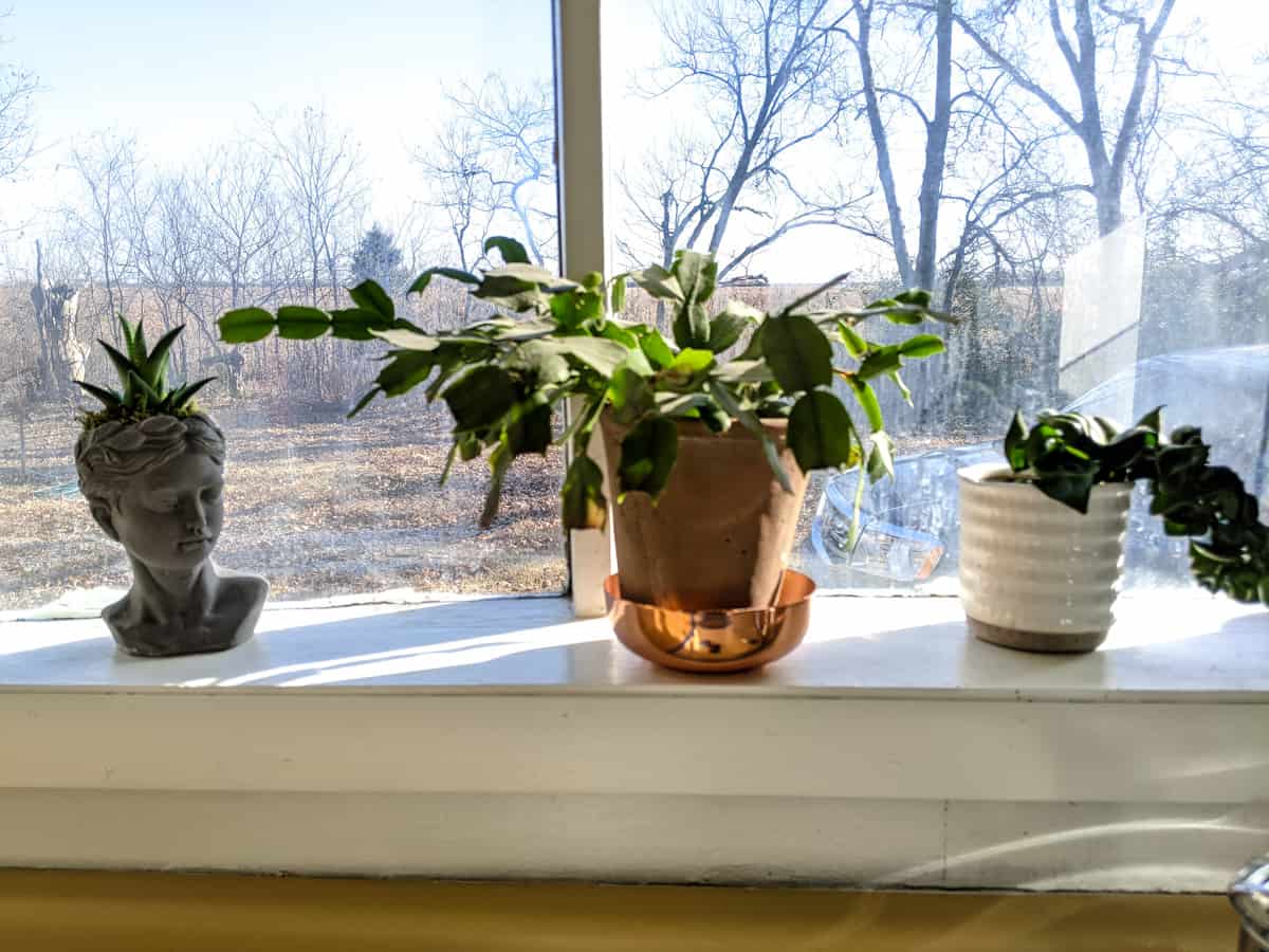 cactus and succulents in kitchen window of mid century mobile home