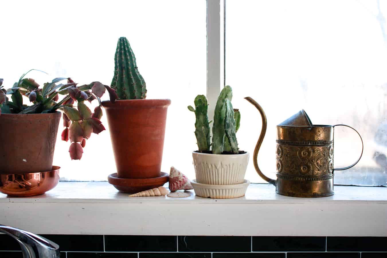 three potted cactus plants with vintage watering can and sea shells on kitchen window sill