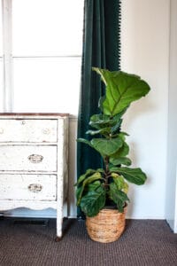 fiddle leaf fig tree sitting next to vintage farmhouse dresser