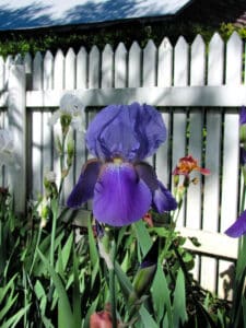 purple white and pink iris blooms against white picket fence