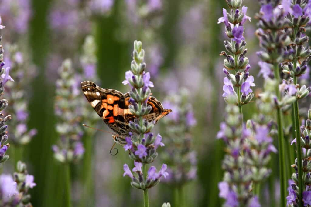 garden of lavender flowers with butterfly