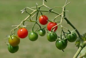 red and green cherry tomatoes on vine