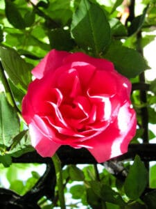 pink rose with green leafy background