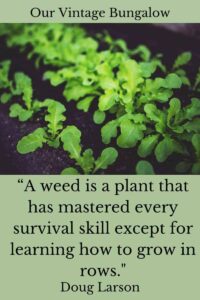 a weed is a plant that has mastered every survival skill except for learning how to grow in rows