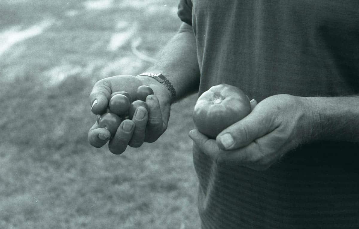 black and white picture of a man holding ripened cherry and beefsteak tomatoes