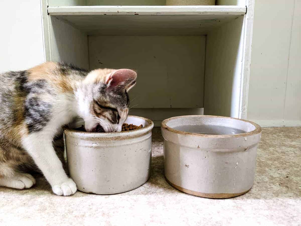 calico kitty eating out of vintage farmhouse stoneware crocks