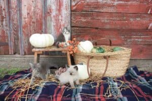 kittens playing on a plaid blanket amongst a wooden stool pumpkins and woven tote full of pumpkins