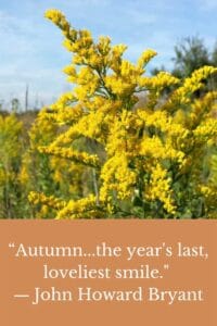 field of goldenrod autumn the years last loveliest smile john howard bryant