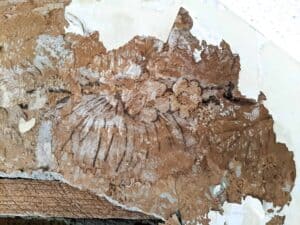 remnants of antique farmhouse floral wallpapers found during renovation