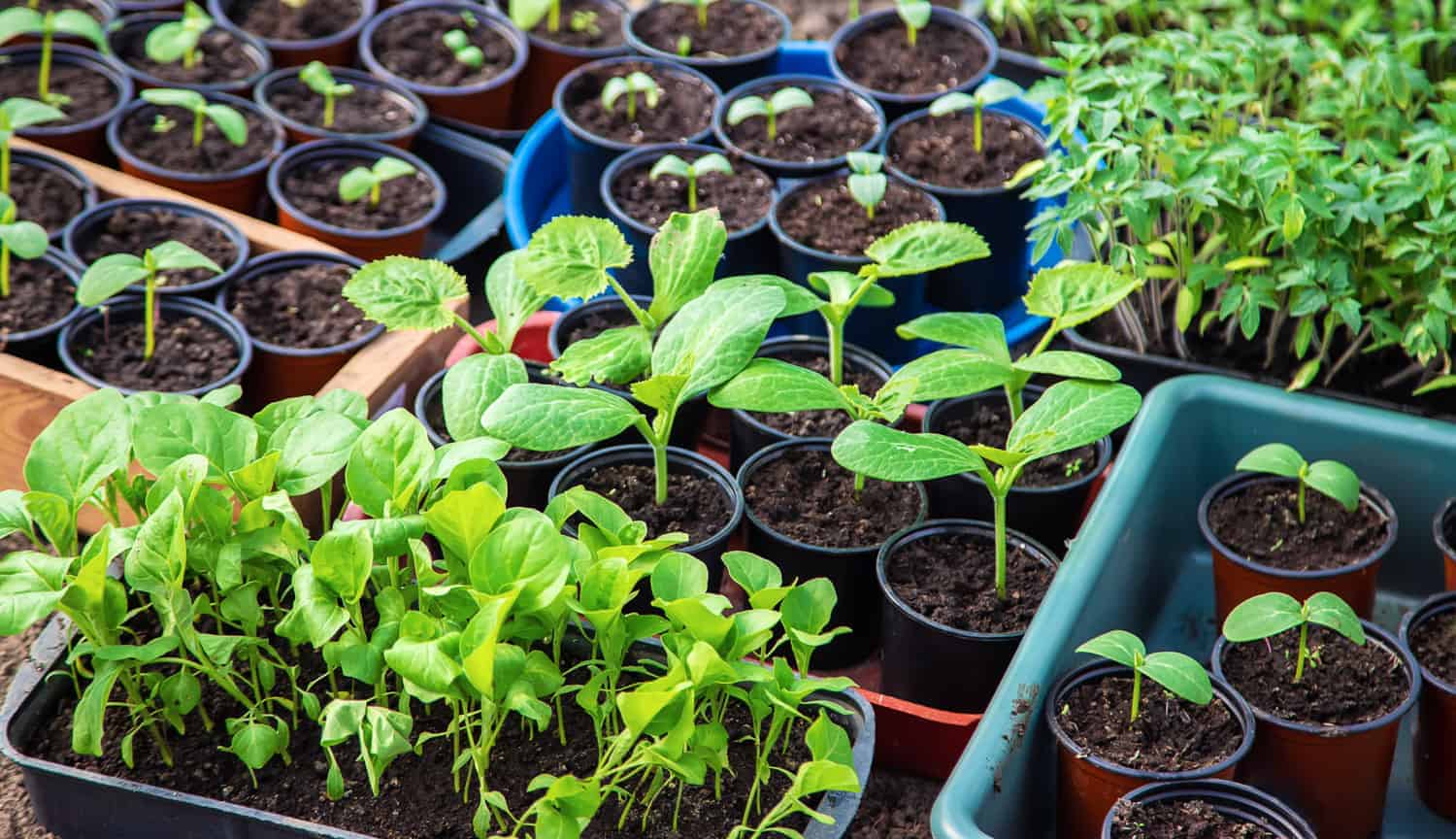 an array of green seedlings arranged in pots and containers