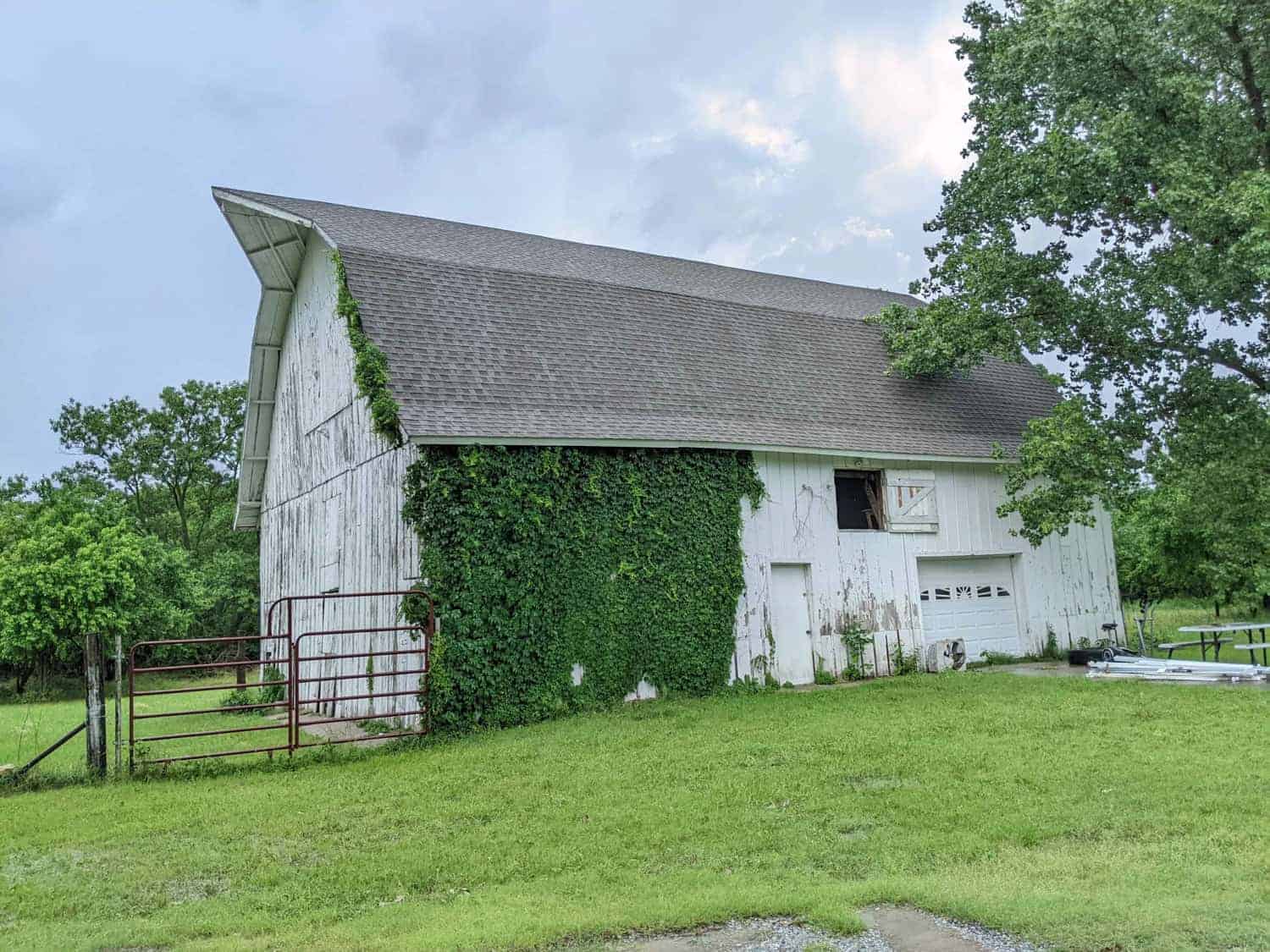 vintage white farm barn with green vines growing up the side